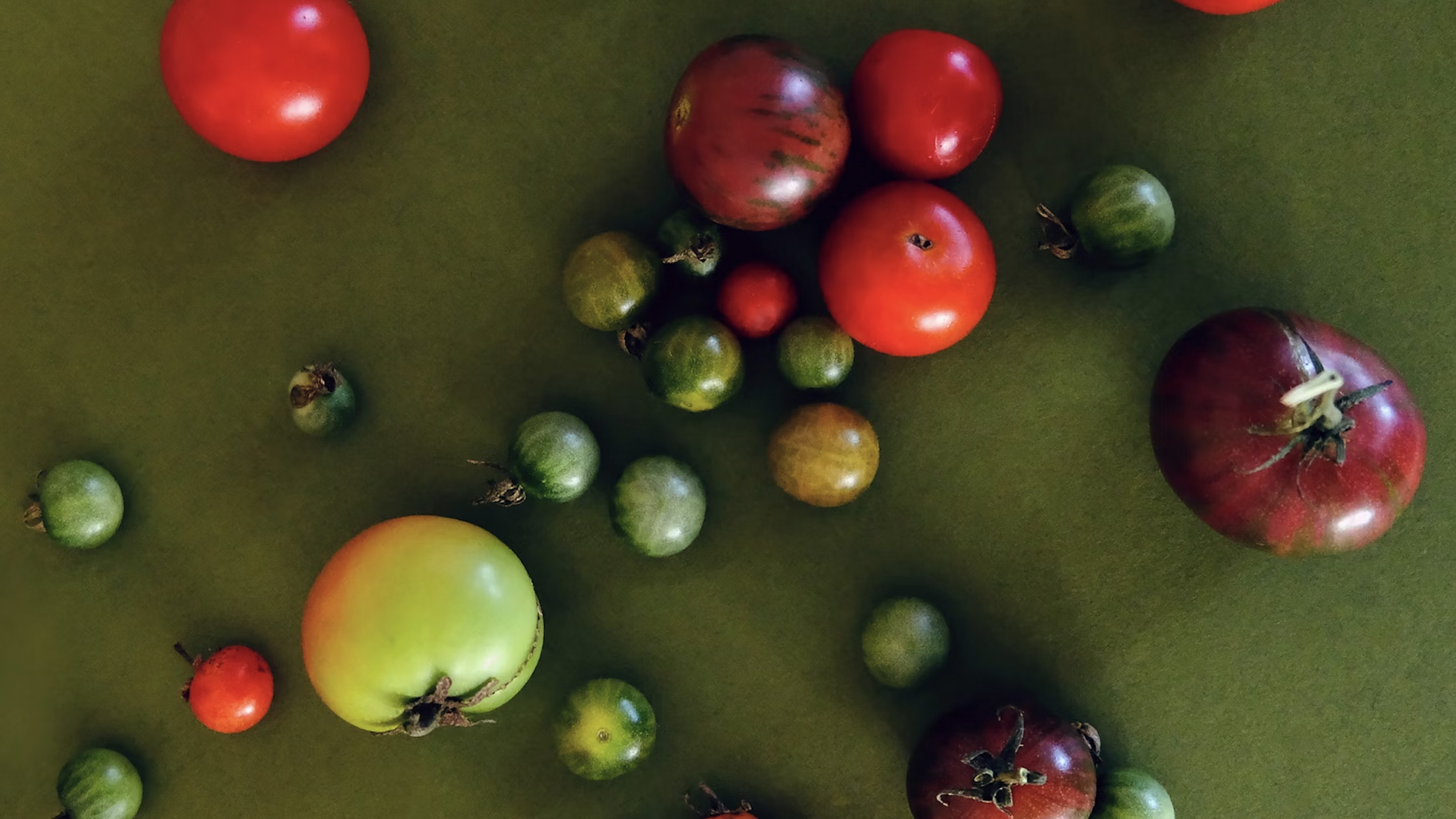 Lots of small colorful heirloom tomatoes scattered on an olive green paper background