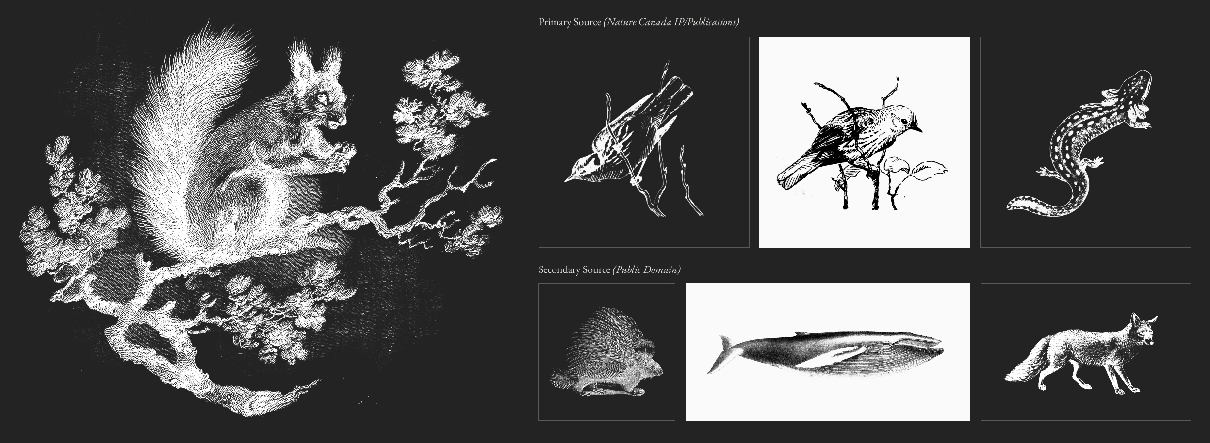 A series of woodland creatures illustrated by historical artists
