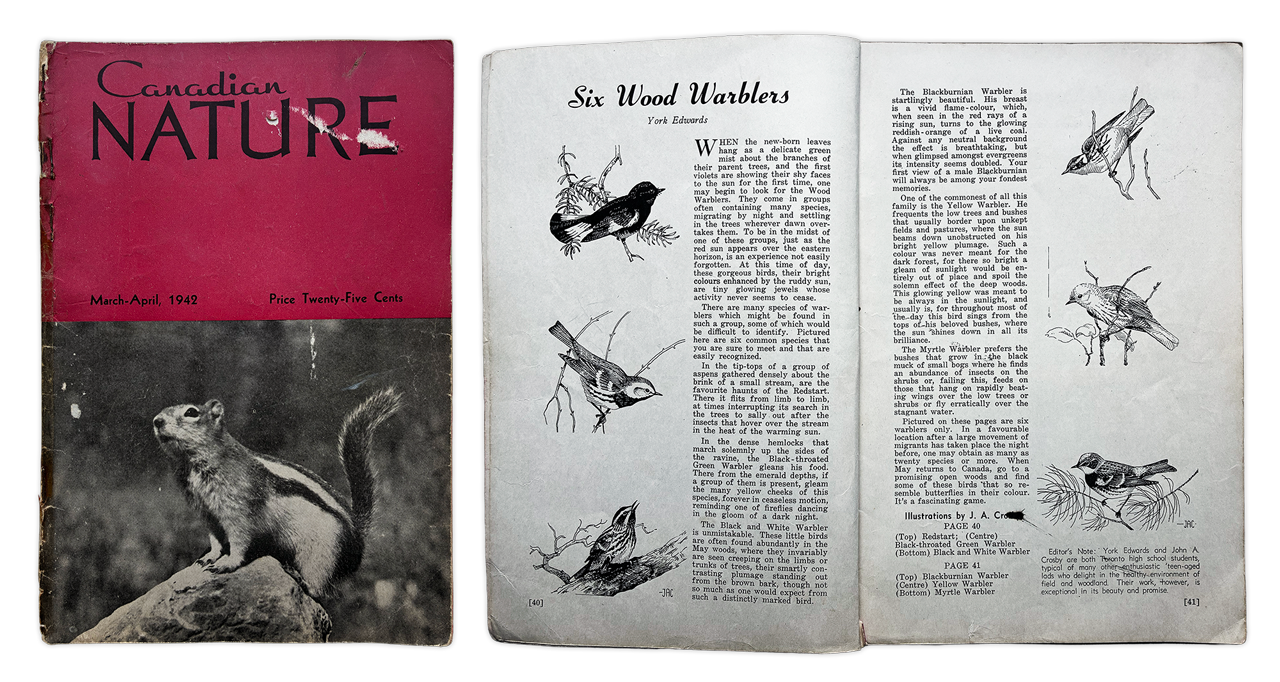 A spread from a 1940s Nature Canada magazine featuring 6 types of North American Warblers